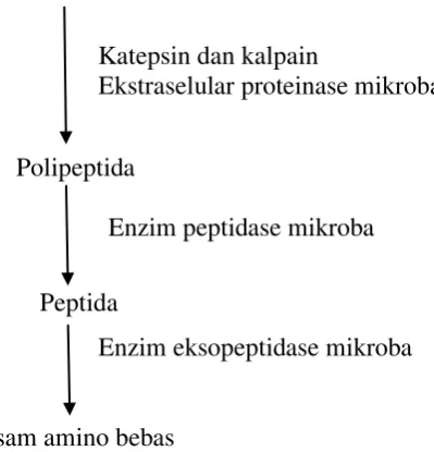 Gambar 2. Tahapan Dasar pada Proteolisis  