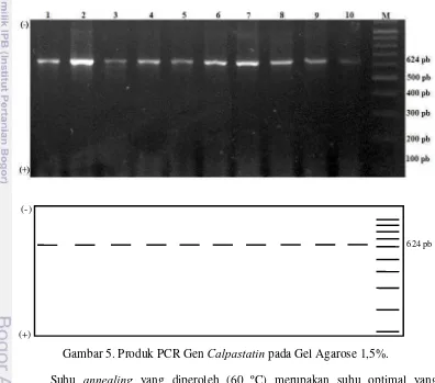 Gambar 5. Produk PCR Gen Calpastatin pada Gel Agarose 1,5%. 
