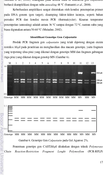 Gambar 6. Genotipe Gen Calpastatin pada Gel Agarose 2%. 