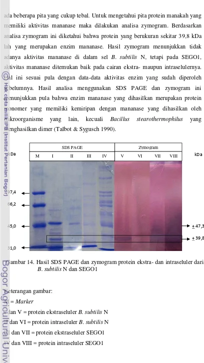 Gambar 14. Hasil SDS PAGE dan zymogram protein ekstra- dan intraseluler dari 