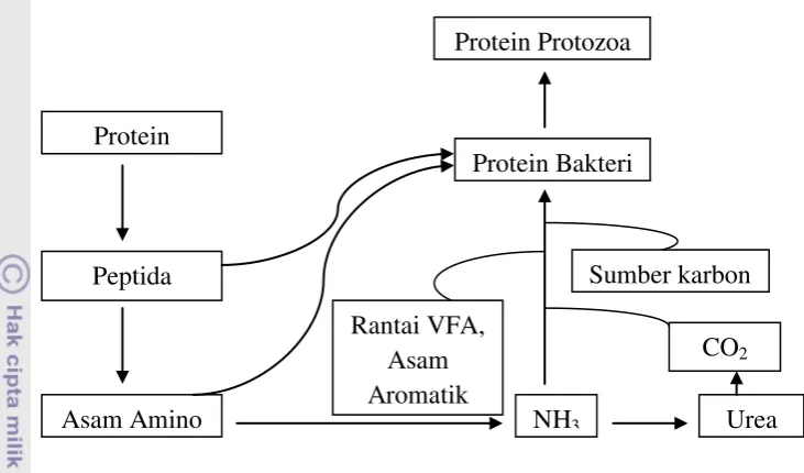 Gambar.4 Proses Sintesis Protein Mikroba  