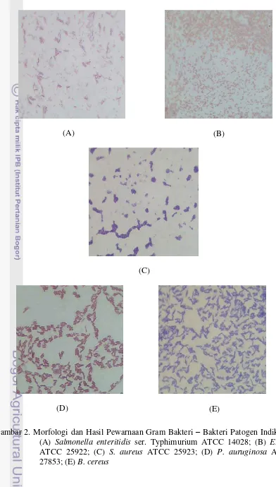 Gambar 2. Morfologi dan Hasil Pewarnaan Gram Bakteri – Bakteri Patogen Indikator: 