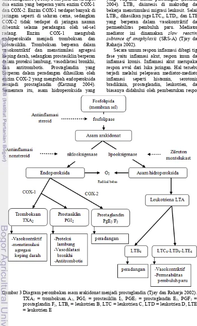 Gambar 3 Diagram perombakan asam arakidonat menjadi prostaglandin (Tjay dan Raharja 2002)