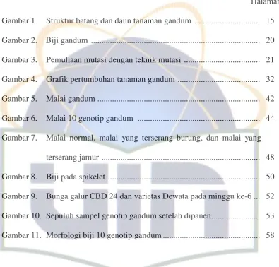 Gambar 1.  Struktur batang dan daun tanaman gandum  ...............................    15 