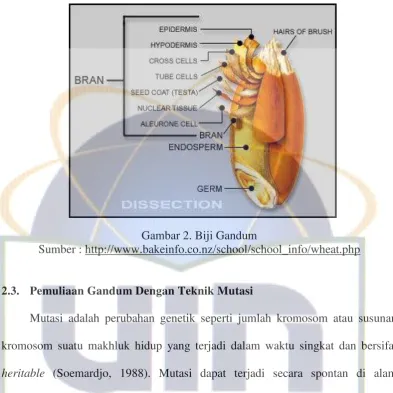 Gambar 2. Biji Gandum 