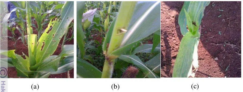Gambar 2. Serangan Hama dan Penyakit pada Pertanaman Jagung: (a) Serangan Belalang 