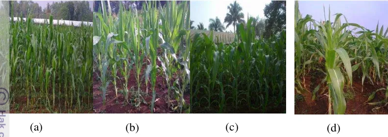 Gambar 3. Keragaan bentuk dan posisi daun pertanaman jagung: (a) Varietas N35 ; (b) 
