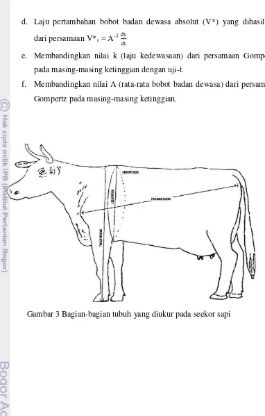 Gambar 3 Bagian-bagian tubuh yang diukur pada seekor sapi 