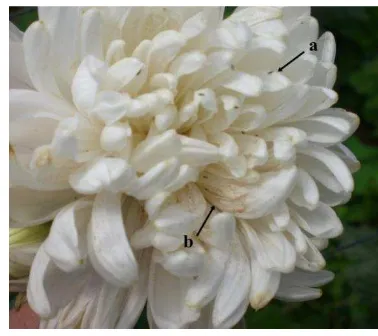 Gambar 5  Bunga krisan di Balithi: (a) Trips pada bunga krisan, (b) gejala 