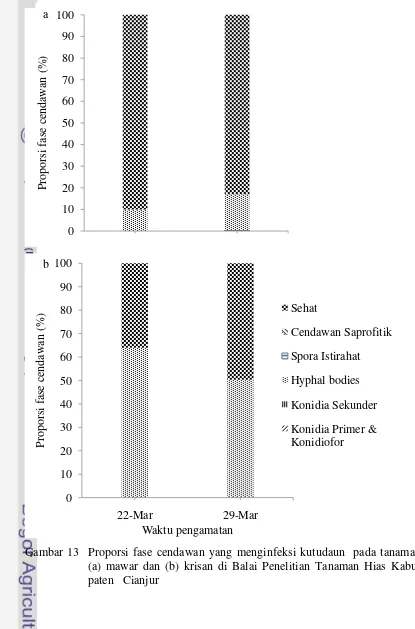 Gambar 13  Proporsi fase cendawan yang menginfeksi kutudaun  pada tanaman  
