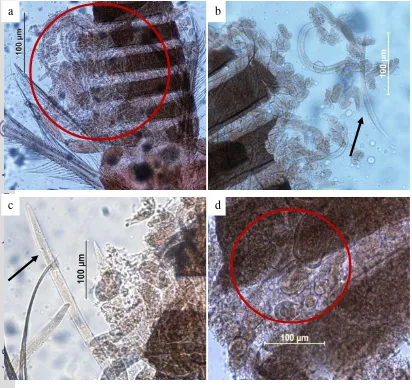 Gambar 14  Trips pada tanaman mawar dan krisan yang terinfeksi nematoda (a dan 