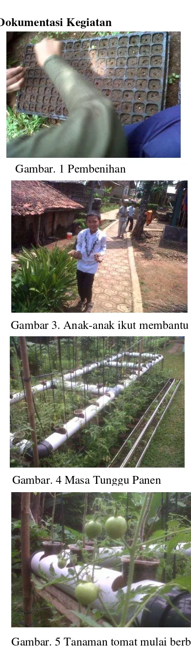 Gambar. 5 Tanaman tomat mulai berbuah 