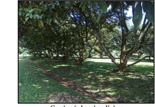 Gambar 6. Lanskap Kebun 