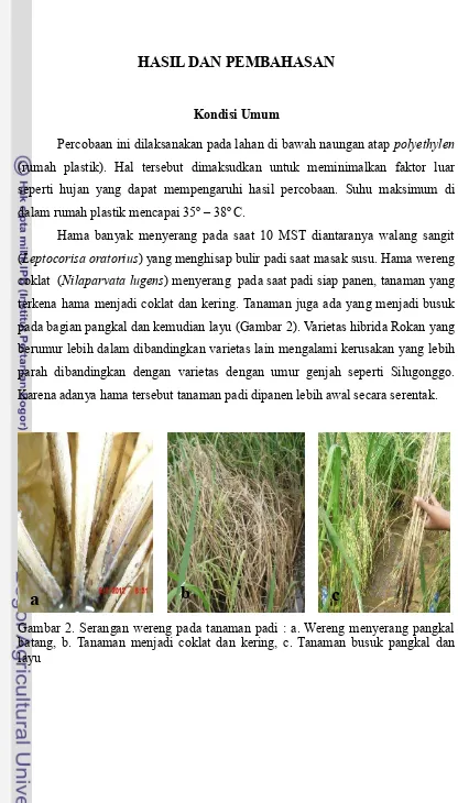 Gambar 2. Serangan wereng pada tanaman padi : a. Wereng menyerang pangkal 