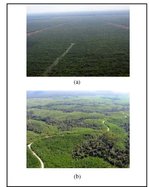 Gambar 6. Hutan Tanaman dengan Bentuk Mosaic Plantations 