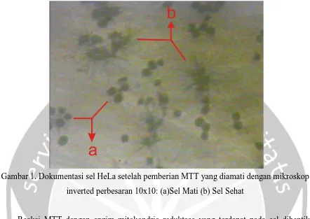 Gambar 1. Dokumentasi sel HeLa setelah pemberian MTT yang diamati dengan mikroskop 