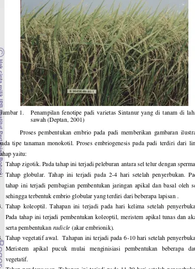 Gambar 1. Penampilan fenotipe padi varietas Sintanur yang di tanam di lahan 