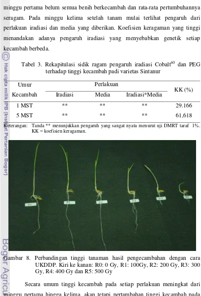 Tabel 3. Rekapitulasi sidik ragam pengaruh iradiasi Cobalt60 dan PEG 