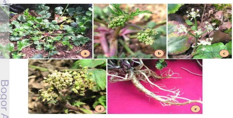 Gambar 1.  Purwoceng (Darwati dan Roostika 2006). a = tanaman, b = bunga 