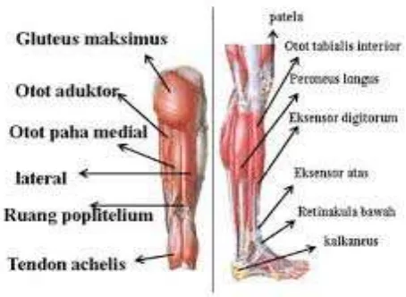 Gambar 5. Perkenaan Otot Paha saat menendang bola lambung                    Sumber: Diktat Anatomi (2011: 88) 