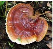 Gambar 1 Tubuh  buah  Ganoderma spp. 