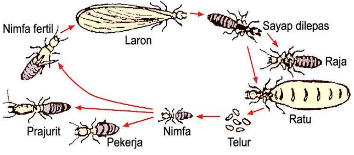 Gambar 1. Siklus hidup rayap 