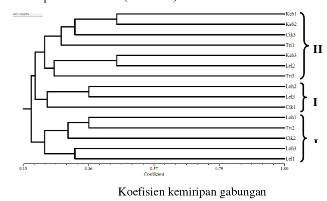 Gambar 2 Dendogram dari 15 pohon sampel berdasarkan hasil pengamatan anatomi (sayatan paradermal dan transversal)