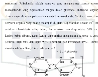 Gambar 2.  Struktur  molekul  selulosa  (www.scientificpsychic.com) 