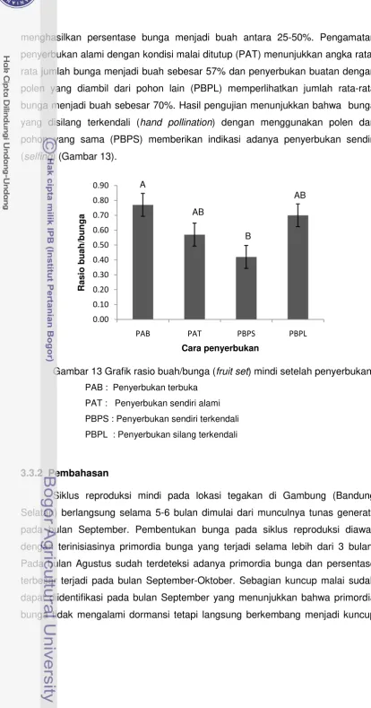 Gambar 13 Grafik rasio buah/bunga (fruit set) mindi setelah penyerbukan  