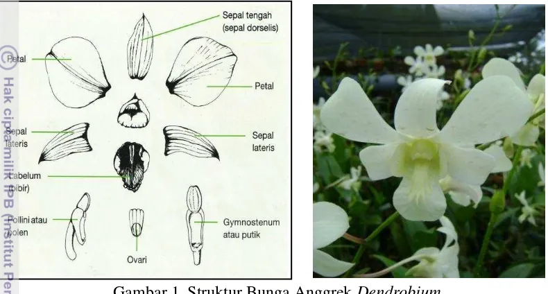 Gambar 1. Struktur Bunga Anggrek Dendrobium 