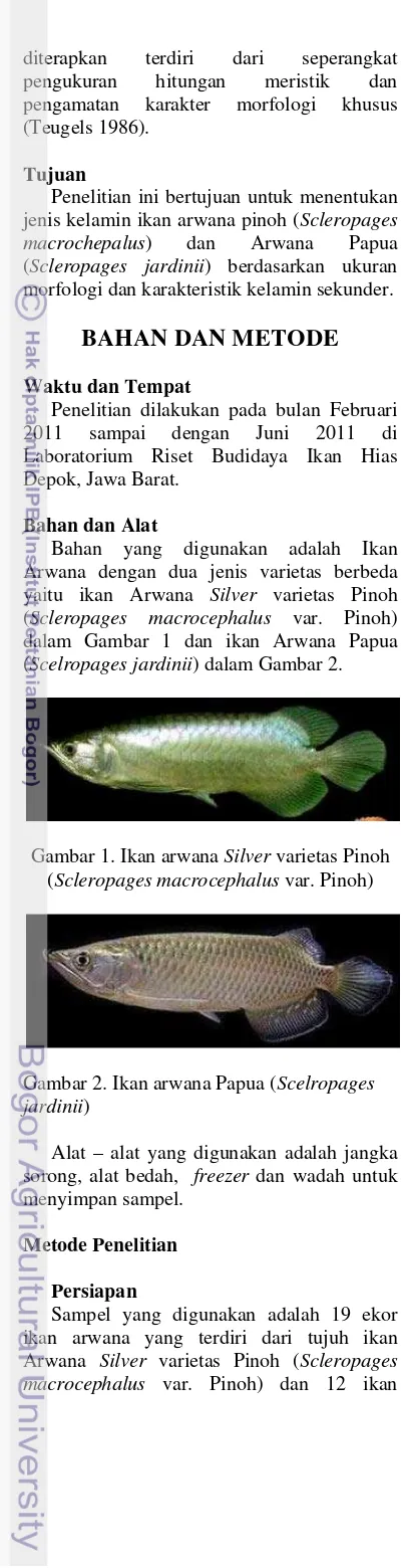 Gambar 1. Ikan arwana Silver varietas Pinoh 