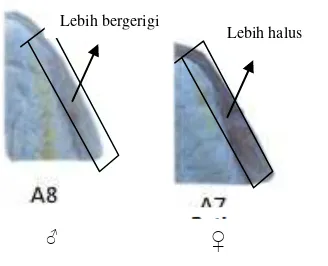 Gambar 17. Perbesaran penampang dagu bawah ikan awana papua 