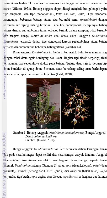 Gambar 1. Batang Anggrek Dendrobium lasianthera (a); Bunga Anggrek 