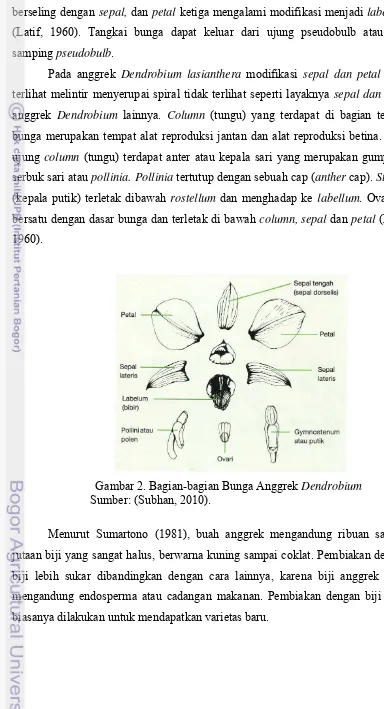 Gambar 2. Bagian-bagian Bunga Anggrek Dendrobium 