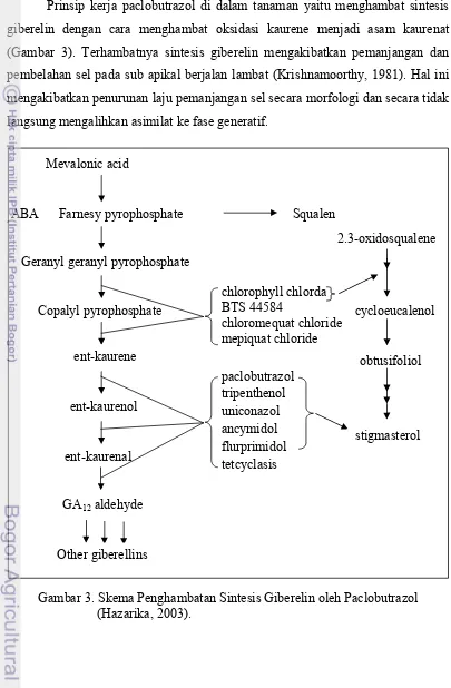 Gambar 3. Skema Penghambatan Sintesis Giberelin oleh Paclobutrazol 
