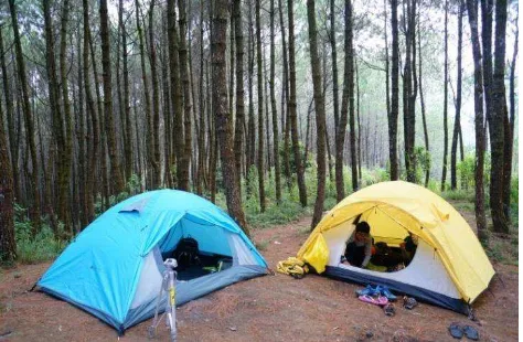 Gambar 3.7 Mendirikan tenda di hutan pinus (sumber : dokumentasi pribadi) 