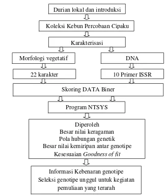 Gambar 1. Bagan alur penelitian analisis keragaman durian koleksi Balai Pengkajian 