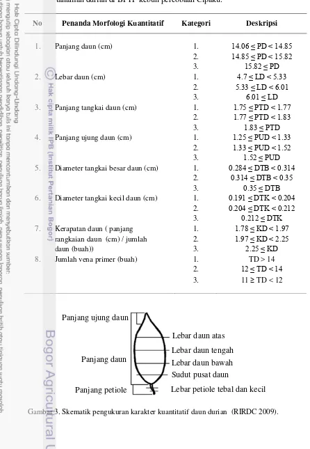 Tabel 3. Karakter pengamatan morfologi vegetatif sifat kuantitatif pada 21 genotipe tanaman durian di BPTP kebun percobaan Cipaku