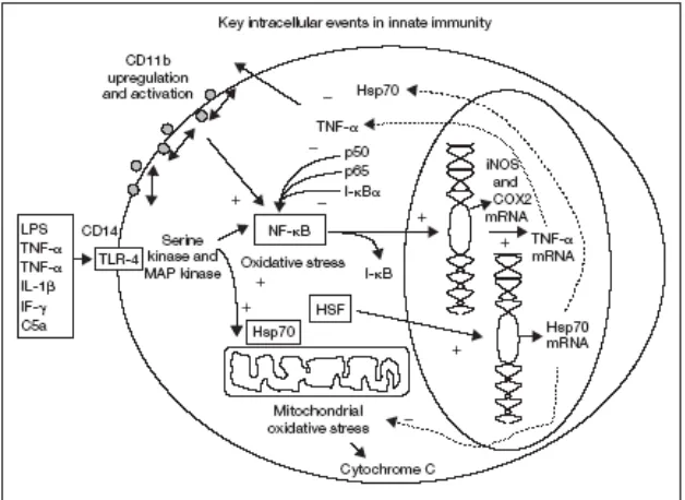 Gambar 2.1  Proses intraseluler pada sistem pertahanan alamiah 