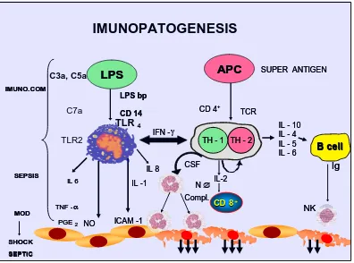 Gambar 2.2  Imunopatogenesis sepsis   