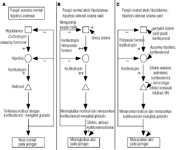 Gambar 2.5  Aktifitas poros Hipotalamus-Pituitari-Adrenal (Cooper dan Stewart, 2003) 