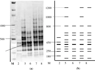 Gambar 3. Pola pita DNA Lima Varietas Durian dengan primer OPA-01  (a) dan interpretasi pola pita DNA Lima Varietas Durian dengan primer OPA-01 (b)