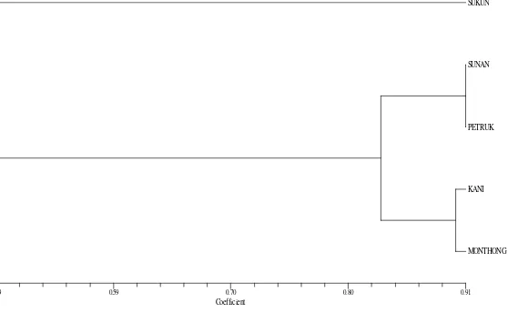 Gambar 4.  Dendrogram pengelompokkan lima varietas durian berdasarkan pola pita DNA dengan primer OPA-01 