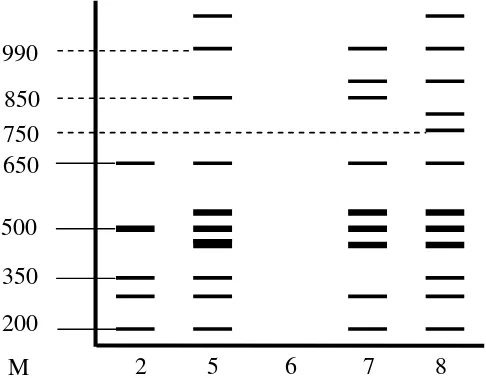 Gambar 5. Interpretasi pola pita DNA durian sukun (2), sunan (5), kani (6),    monthong (7) dan petruk (8) dengan primer OPA-02 