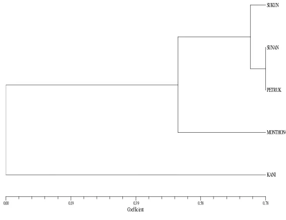 Gambar 10. Dendrogram pengelompokkan lima varietas durian berdasarkan pola pita DNA dengan primer OPA-16 