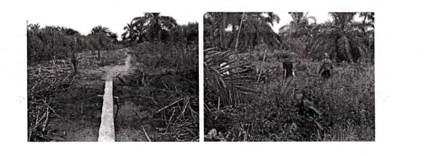 Gambar 2. Contoh kondisi awal areal lahan penelitian (13 Juni 2011)