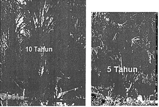 Gambar 3. Pohon kelapa sawil umur 10 tahun (kid) dan umur 5 tahun (kanan). 