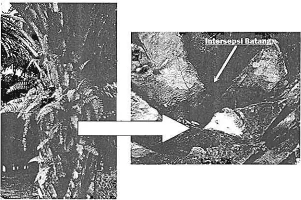 Gambar 4. Inlersepsi batang pada pelepah daun pohon kelapa sawil. 
