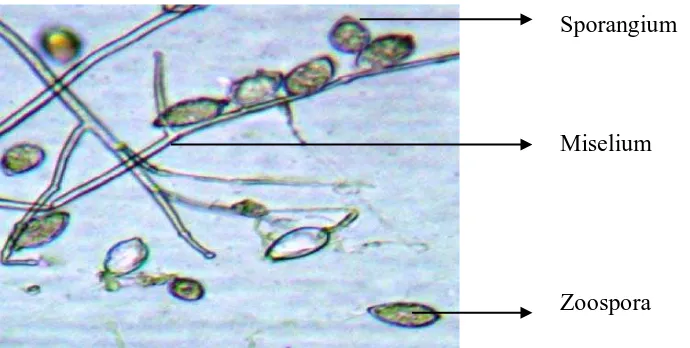 Gambar.2.  Phytophthora infestans Sumber: www.ctahr.hawaii.edu 