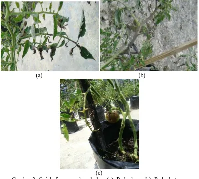 Gambar 3. Gejala Serangan busuk daun(a). Pada daun, (b). Pada  batang,             (c) (c)
